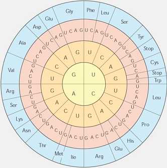 genetic code circle genetic code circle