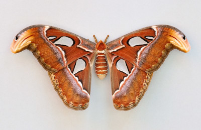 Atlas Moth (Attacus atlas)