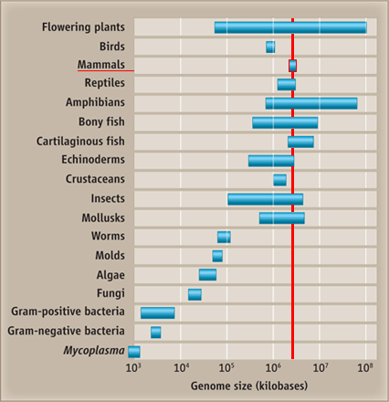 C-value paradox: genome sizes are not randomly distributed over species