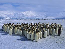 Emperor penguins