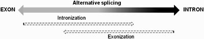 Exonization & Intronization