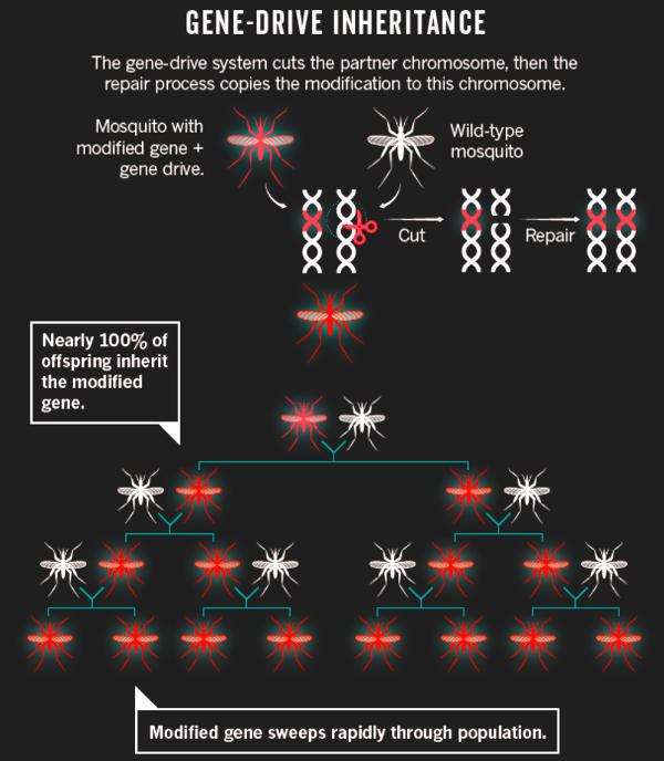 Gene drive inheritance Gene drive inheritance