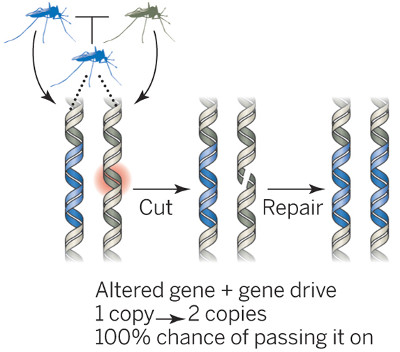 Gene drive (Science) Gene drive