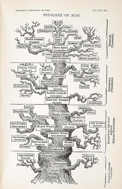 Haeckel oak tree