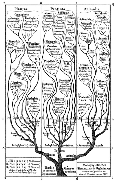 Haeckel Stammbaum