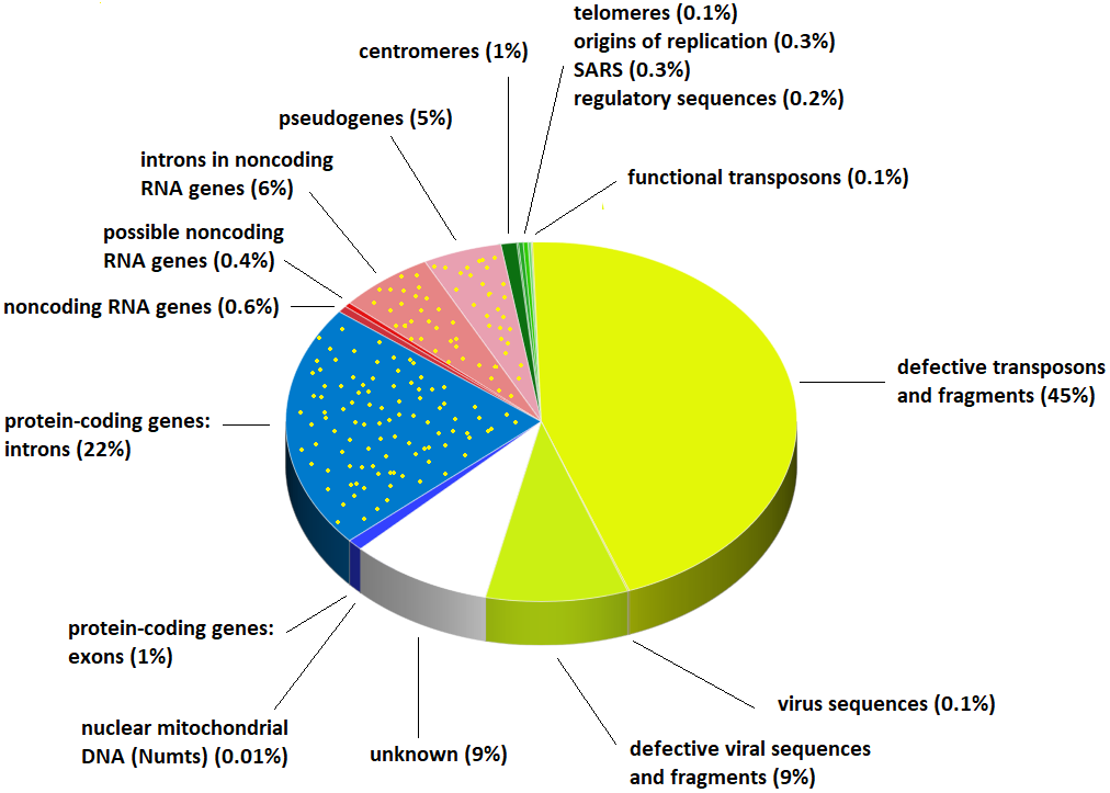 Human DNA pie chart