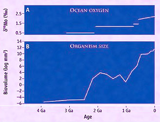 Oxygen and body size. Modified after Kump