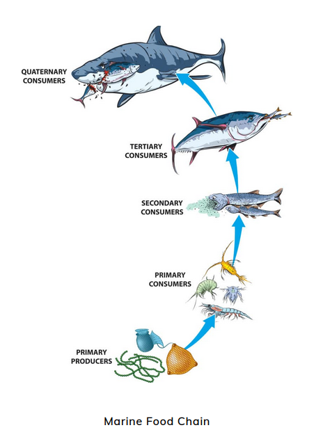 Marine food chain