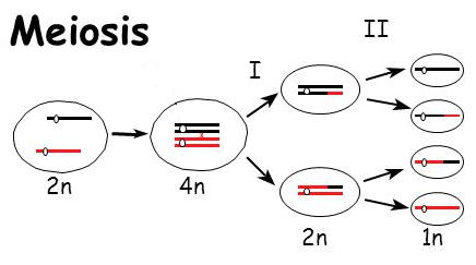 Meiosis Meiosis