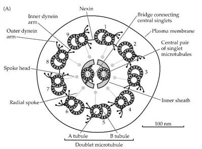 bacterial flagellum