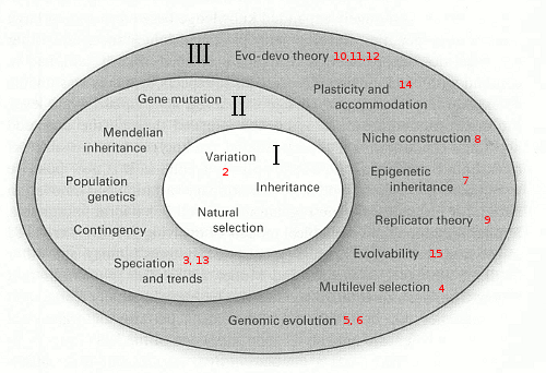 THE EXTENDED SYNTHESIS THE EXTENDED SYNTHESIS