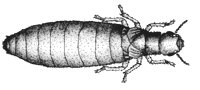 Pterotermes occidentis