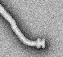 salmonella flagellum