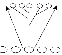 Species according to Senapathy