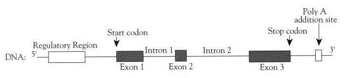 Structure eukaryotic gene