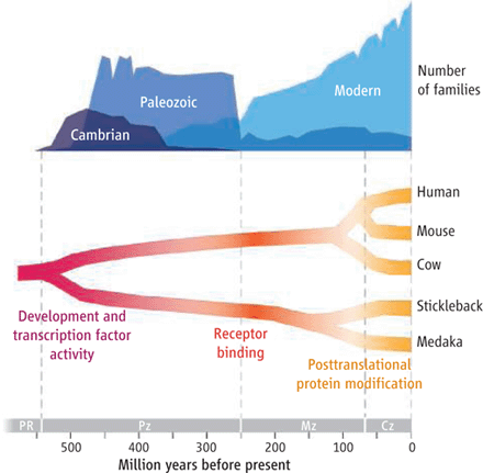 Macroevolutionary trends in faunal diversity and gene regulation.