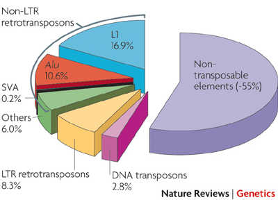 Transposable elements in the human genome [NATURE]