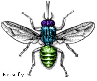 Tsetse fly