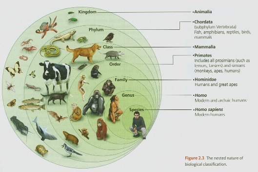 The nested nature of biological classifcation