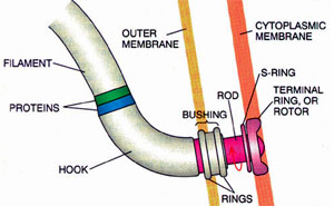 salmonella flagellum