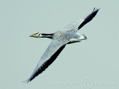 Bar-headed geese