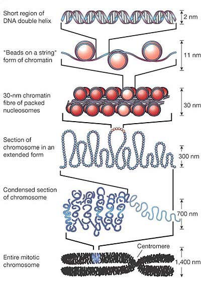 chromosome structure