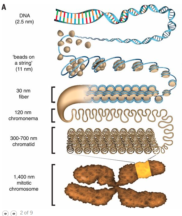 chromosome structure