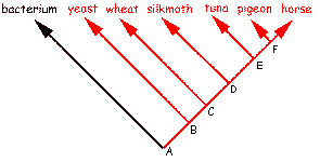 cytochrome1.gif