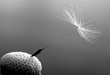 dandelion seed