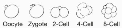 embryonic developmental stages