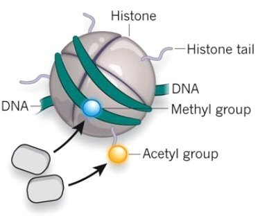 epigenetics