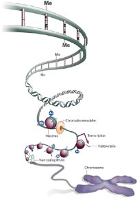 epigenomics