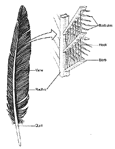 feather (p.76)