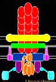 flagellum animation