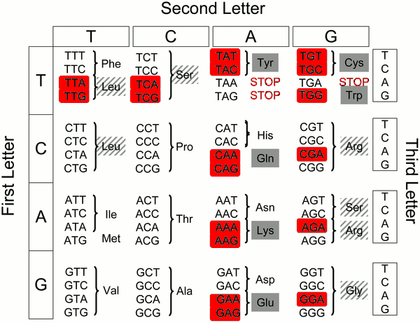 fragile and robust codons