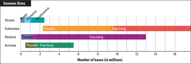 Genome sizes