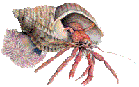 Hermit crab