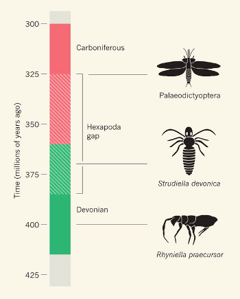 insect evolution