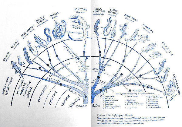 Tree of lizards