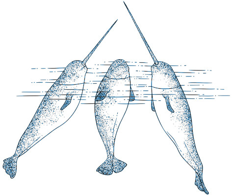 NARWHALS NARWHALS