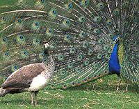 peacock