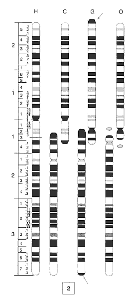primate chromosomes primate chromosomes