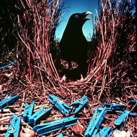 satinbowerbird