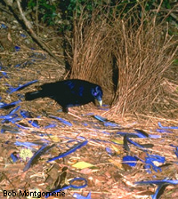 satinbowerbird