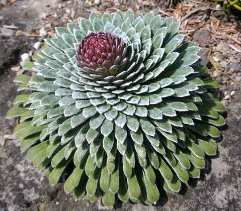 Saxifraga Longifolia