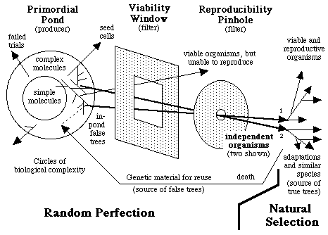 Senapathy's Random Perfection