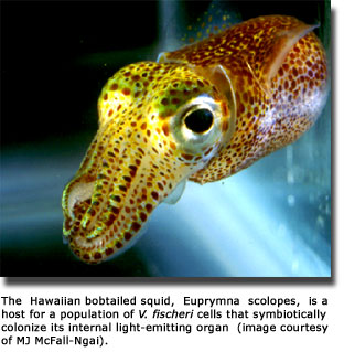 squid squid