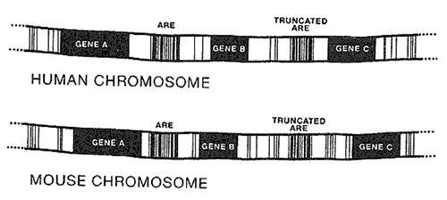 Truncated ARE