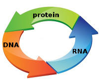 vicious circle